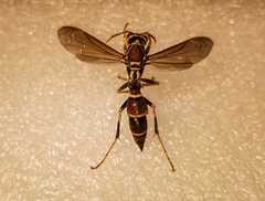 Polistes instabilis