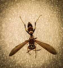 Polistes instabilis