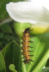 Acraea petraea