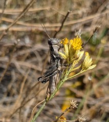 Melanoplus complanatipes