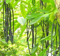 Wrightia tinctoria