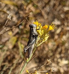 Melanoplus complanatipes