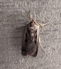 Parabagrotis