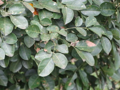 Lonchocarpus hondurensis