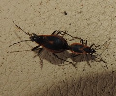 Dindymus circumcinctus