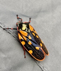 Mahanarva costaricensis costaricensis