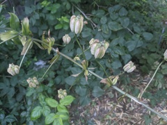 Lilium humboldtii