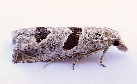 Pelochrista mirosignata