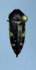 Acmaeodera amabilis