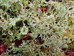 Cladonia multiformis