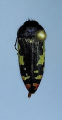 Acmaeodera amabilis