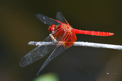 Dythemis maya