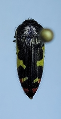 Acmaeodera amabilis