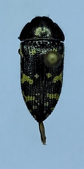 Acmaeodera flavopicta