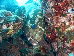 Epinephelus polyphekadion