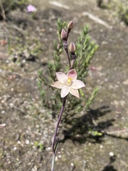 Thelymitra luteocilium