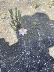 Thelymitra luteocilium