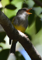 Eopsaltria flaviventris