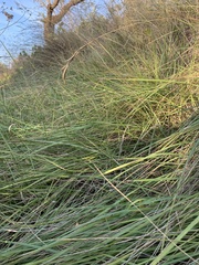 Brachypodium phoenicoides