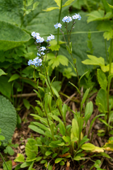Myosotis krylovii