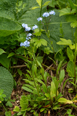 Myosotis krylovii