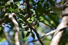 Eopsaltria flaviventris