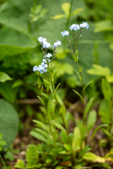Myosotis krylovii