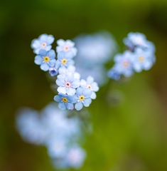 Myosotis krylovii