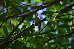 Eopsaltria flaviventris