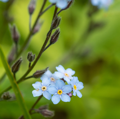 Myosotis krylovii