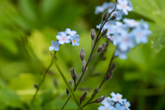 Myosotis krylovii
