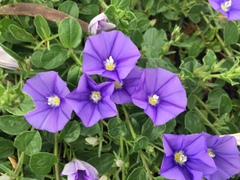 Convolvulus sabatius