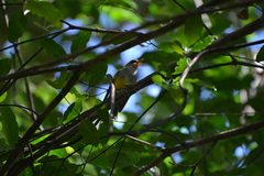 Eopsaltria flaviventris