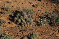Euphorbia ferox