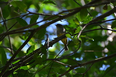 Eopsaltria flaviventris