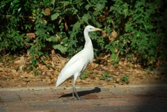 Bubulcus ibis