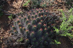Euphorbia ferox