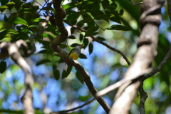 Eopsaltria flaviventris