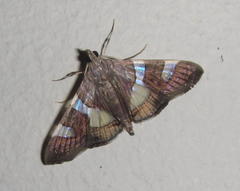 Glyphodes bitriangulalis