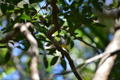 Eopsaltria flaviventris