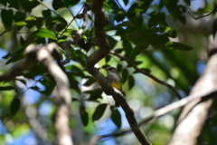 Eopsaltria flaviventris