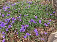Convolvulus sabatius