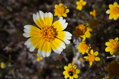 Layia munzii