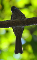Gliciphila undulata