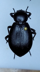 Stenomorpha convexicollis
