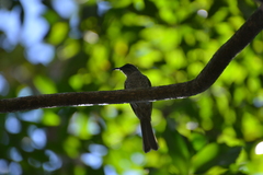 Gliciphila undulata