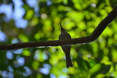 Gliciphila undulata