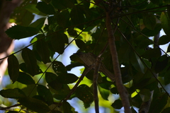 Gliciphila undulata