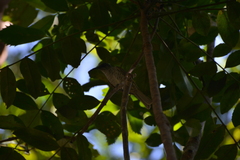 Gliciphila undulata