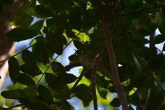Gliciphila undulata